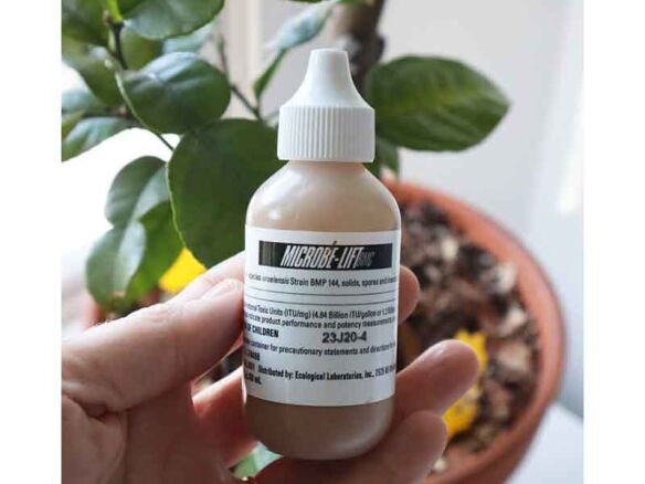 fungus gnats microbe lift marie viljoen  